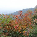 秋游香山寻红叶