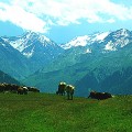 新疆喀拉俊大草原