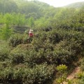 滁州自驾游-皇莆山国家森林公园