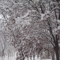 2011冬季的第一场雪