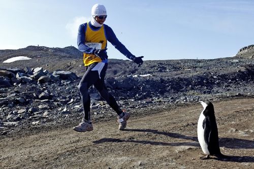 南极马拉松挑战极寒 选手忙比赛邂逅企鹅