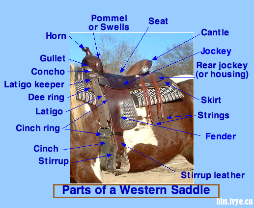 saddle 2.png