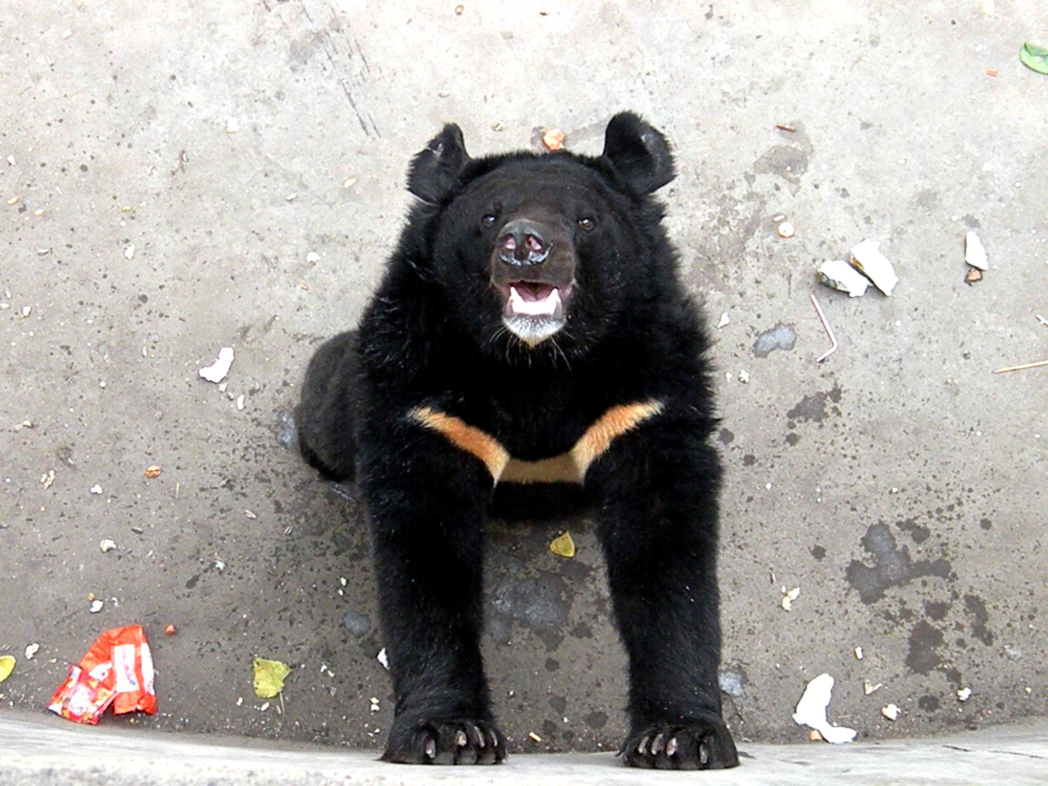 北极熊与棕熊的战争：北极熊身强体壮，却输给了棕熊 - 知乎