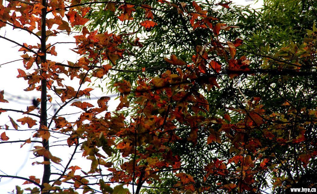 满树的枫叶，让人体会到深秋的美景