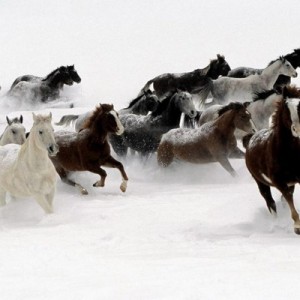 寒冷的冬日照顾好我们的马儿