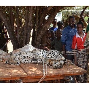 肯尼亚村民徒步追逐6.4公里擒获猎豹