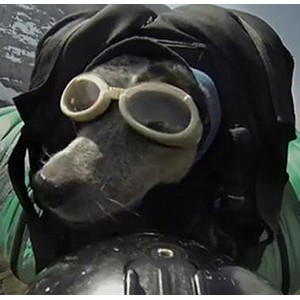澳小狗世界首只极限跳伞狗 随主人跳下4km高峰