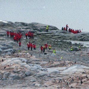 澳科学家吁各国保护南极 称游客危害当地环境
