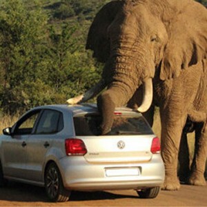南非野象借汽车“挠痒” 车内乘客惊险脱身