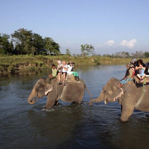 尼泊尔杀人大象过劳死 大象丛林探险管理缺失